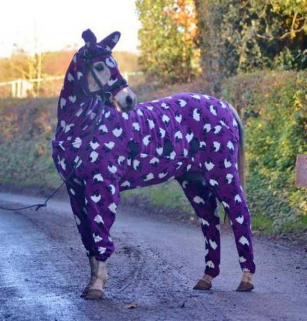 �������� ��������