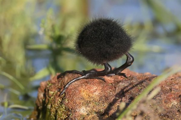 �������� ������