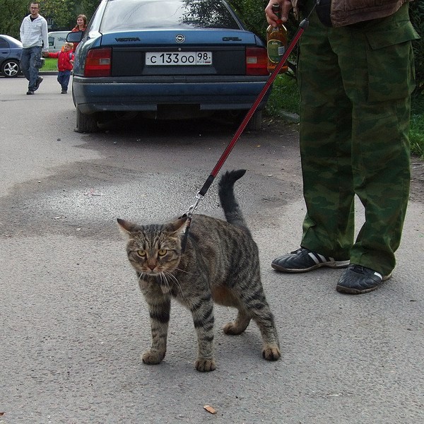 �������� ������