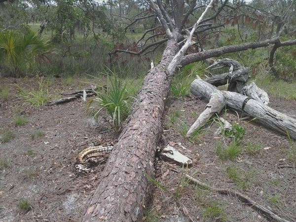 �������� ������