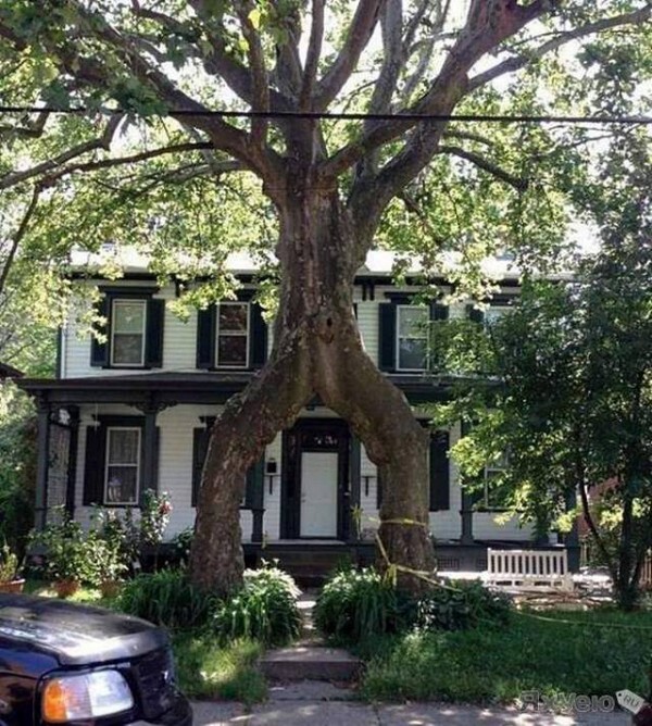 �������� �����, 50 ����