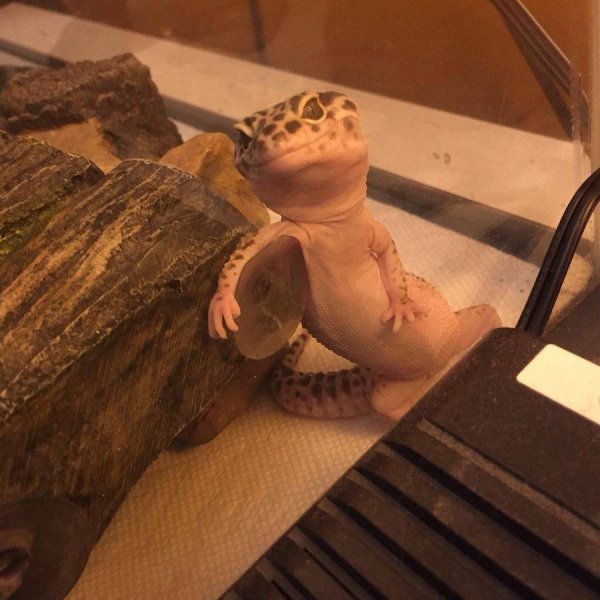 �������� ��������