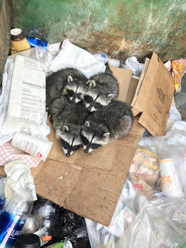 �������� ��������