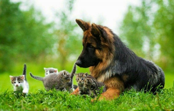 �������� ��������