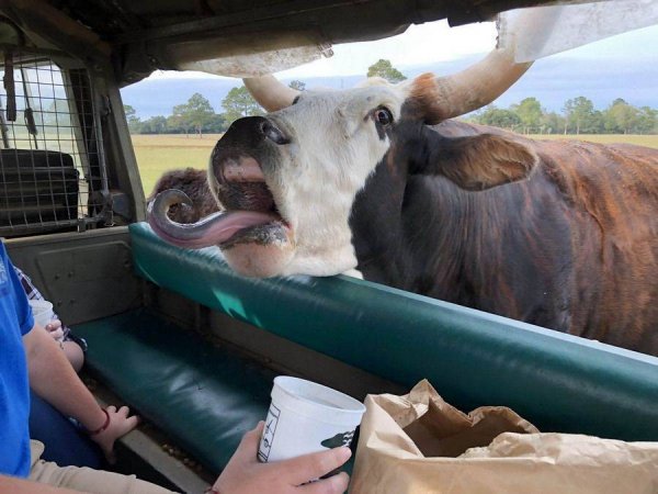 �������� ��������