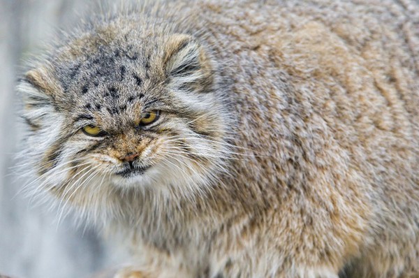 �������� ��������