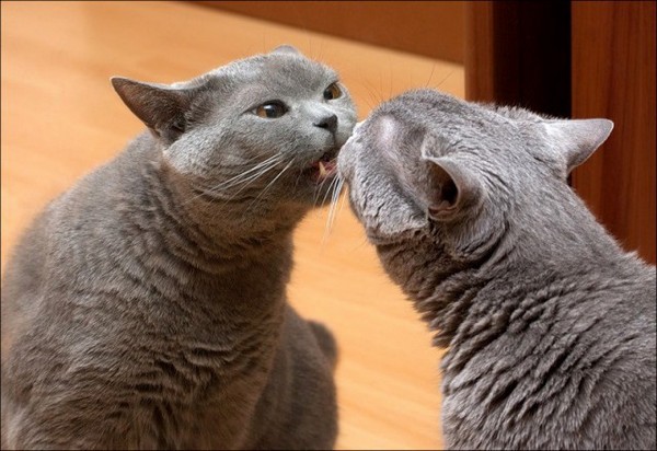 �������� ��������