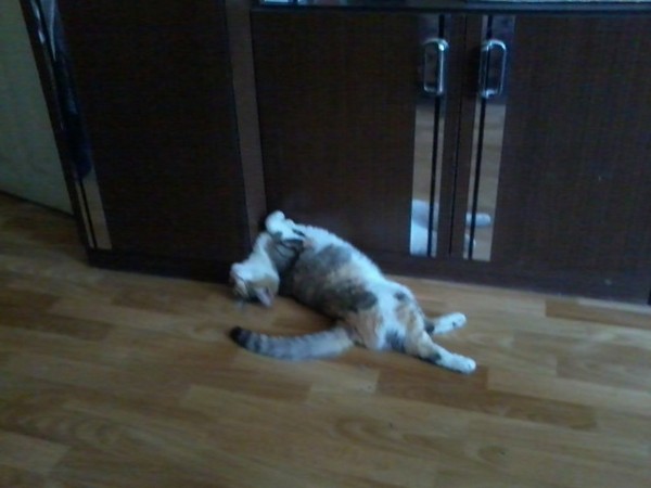 �������� ��������