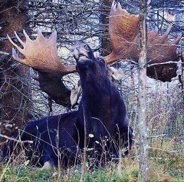 �������� ��������