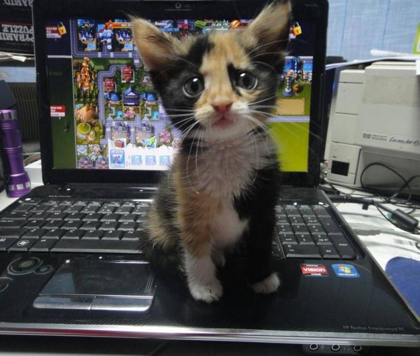 �����, ������ � ������