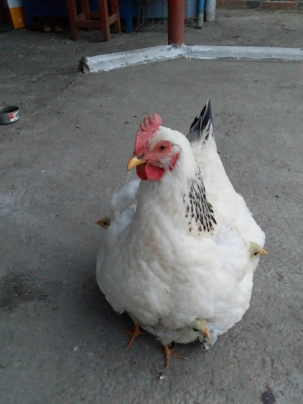 �����, ������ � ������