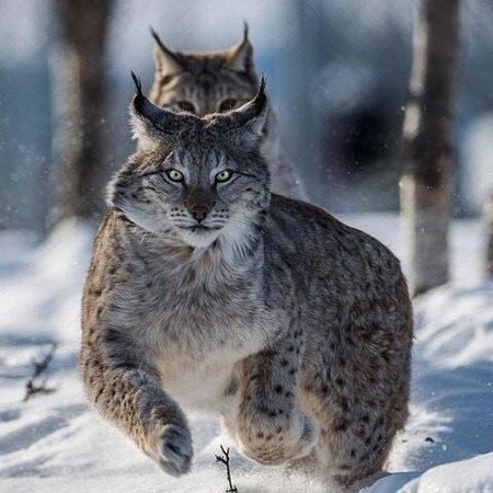 �����, ������ � ������