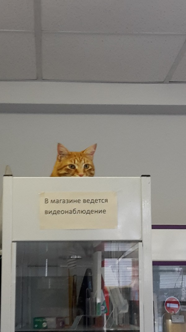 ������ �������