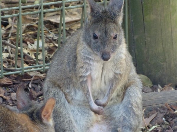 �������� ��������