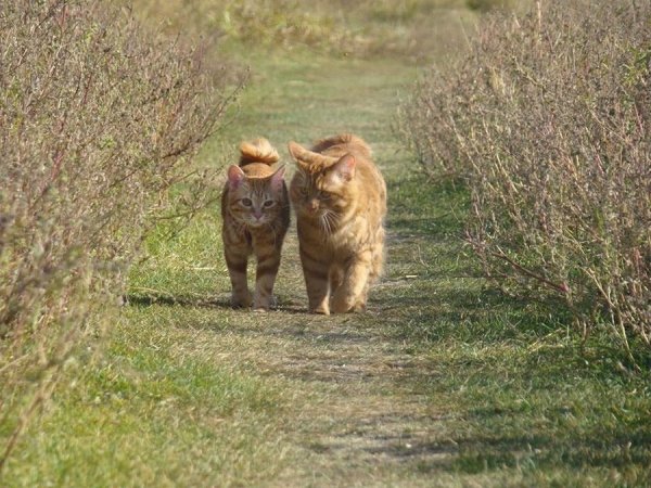 �������� ��������