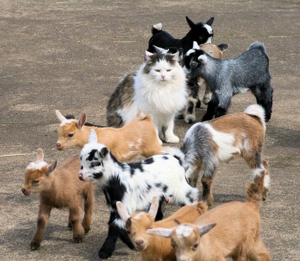 �������� ��������