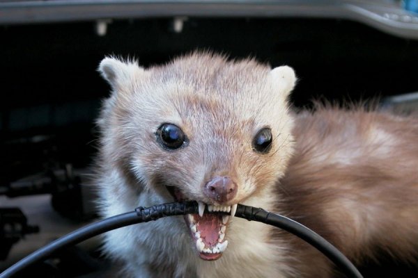 �������� ��������