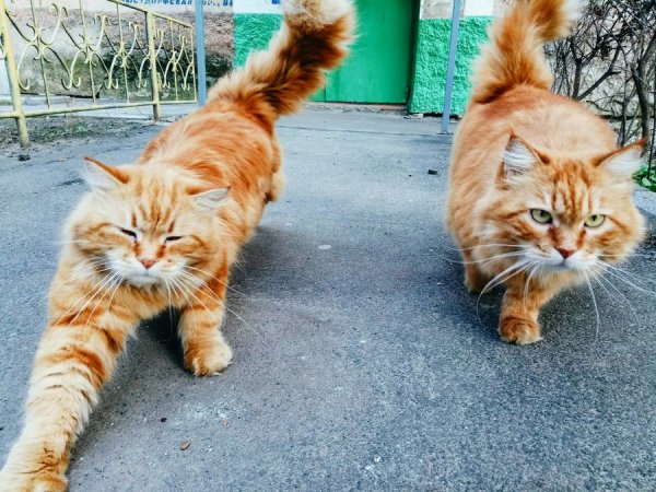 �����, ������ � ������