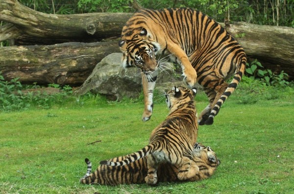 ��������