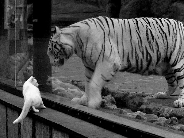 �������� ������