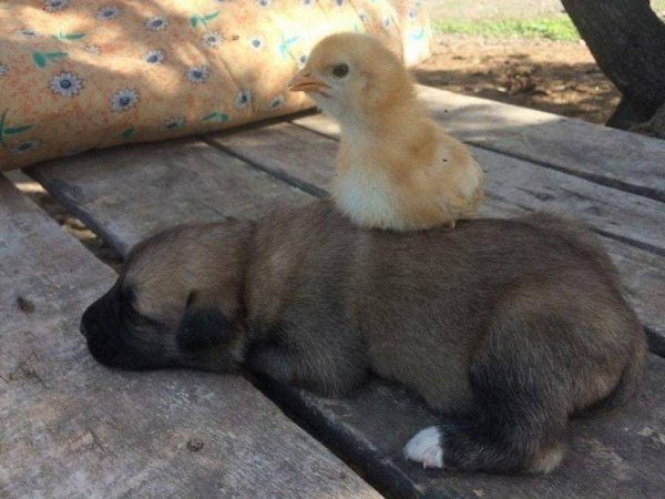 �������� ������