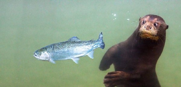 �������� ������