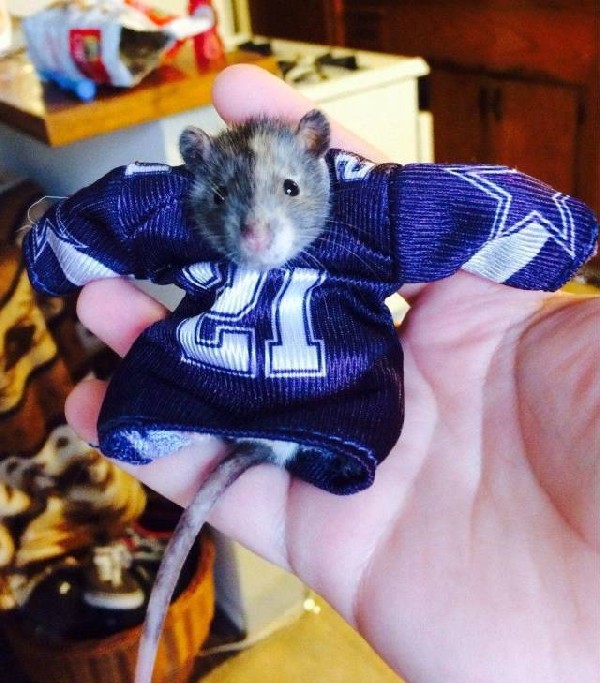 ��������