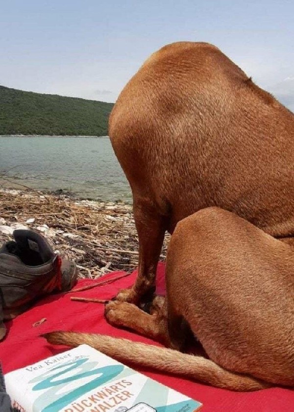 �������� � �����������