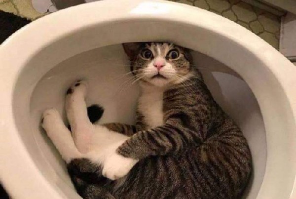 �������� � �����������