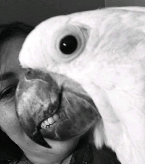 �������� � �����������