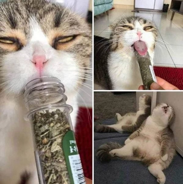 �������� � �����������