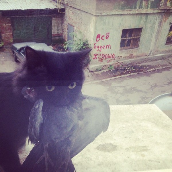 �������� � �����������