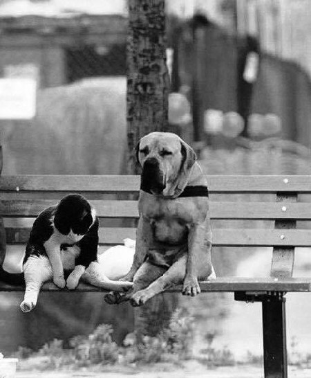 �������� � �����������