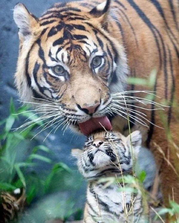 �������� � �����������