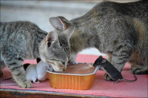 ����� �� ���������