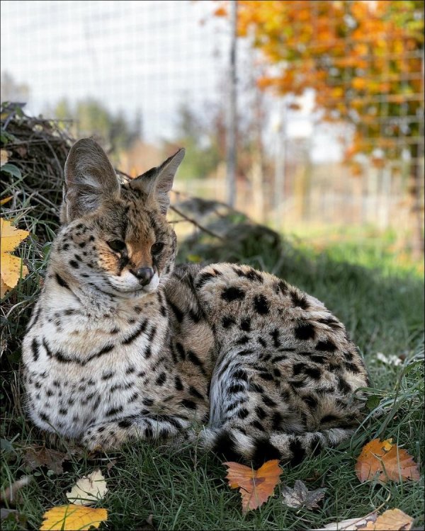 ����� �� ���������