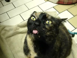 �������� �����