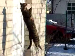 �� ���� �����������