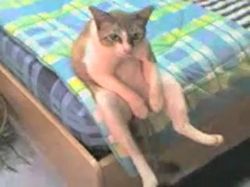 ����� �������